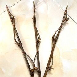 Xe điếu bát bằng trúc - hàng đẹp